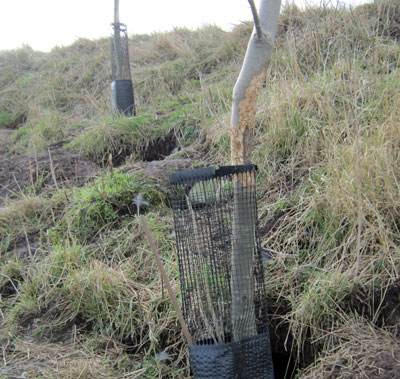 Rabbit Damage To Ash Tree Saplings.