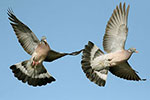 Wood Pigeons