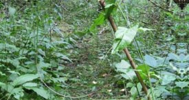 Fox Snaring North Yorkshire, Durham and Cleveland