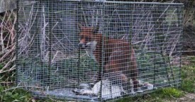 Fox Trapping North Yorkshire, Durham and Cleveland