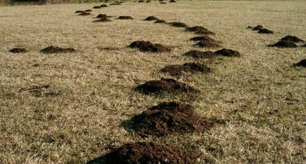 Mole Control, Got a mole problem call us