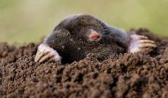 Mole Control