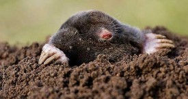 Mole Problem North Yorkshire and Durham