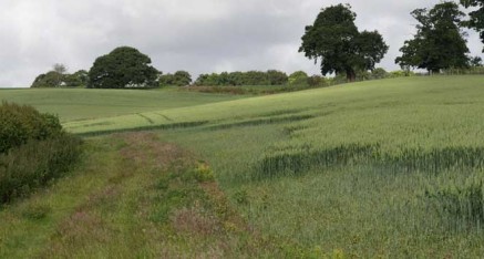 Rabbit Control in North Yorkshire, Durham and Cleveland.