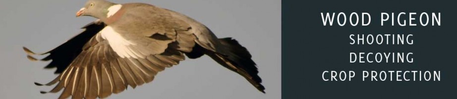 Wood Pigeon Shooting