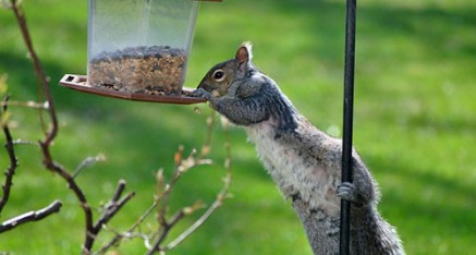 Squirrel control and removal