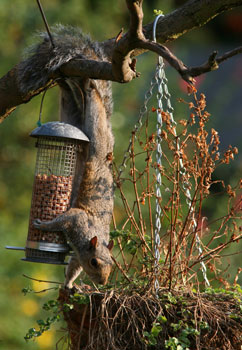 Squirrel Control