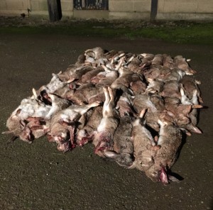 Rabbits Damage Control Yorkshire