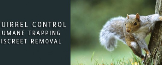 Squirrel Pest Control