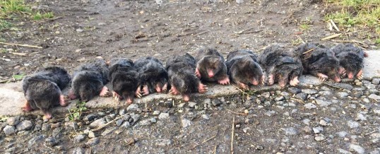 Hutton Rudby Mole Pest Control