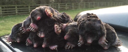 Mole Catcher East Harlsey North Yorkshire